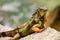 Green lizards iguana. Wildlife reptile in Florida. Iguana dragon close up.