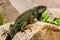 Green lizards iguana. Wildlife reptile in Florida. Iguana dragon close up.