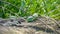 Green lizards in the wlld sun bathing on a rock in daylight