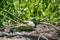 Green lizards in the wlld sun bathing on a rock in daylight