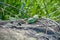 Green lizards in the wlld sun bathing on a rock in daylight