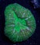 Green lobophyllia brain coral