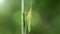 green locust climbing a blade of grass. grasshoppers are part of the orthoptera family, they have strong posterior legs to jump 