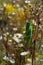 Green locust close-up on grass among chamomiles. big green grasshopper detailed close-up