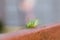 Green locust on fence