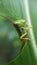 green locust grasshopper foliage leaf