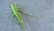 Green Locust - Green Grasshopper â€“ Migratory Locust â€“ Short Horned Grasshopper