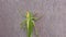 Green Locust - Green Grasshopper â€“ Migratory Locust â€“ Short Horned Grasshopper