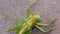 Green Locust - Green Grasshopper â€“ Migratory Locust â€“ Short Horned Grasshopper