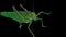Green Locust Isolated on Black Background - Green Grasshopper â€“ Migratory Locust â€“ Short Horned Grasshopper