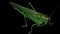 Green Locust Isolated on Black Background - Green Grasshopper â€“ Migratory Locust â€“ Short Horned Grasshopper