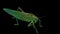 Green Locust Isolated on Black Background - Green Grasshopper â€“ Migratory Locust â€“ Short Horned Grasshopper