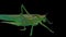 Green Locust Isolated on Black Background - Green Grasshopper â€“ Migratory Locust â€“ Short Horned Grasshopper