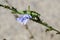 Green Locust perched on a flower stalk