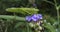 A green locust sits on a leaf and eats a purple flower