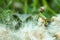 Green locust sits surrounded by down feathers