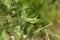 Green Locust sitting on the stem of a plant