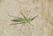 Green locust, wing insect. Pest of agricultural crops. Locusts o