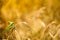 Green locusts devouring a large barley. Insect pest. pest concept in agriculture.