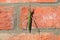 Green locusts, orthoptera insect