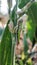 Green locusts perch on cornflower