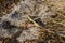green locusts on sandy ground closeup