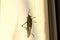 Green locusts sitting on a mosquito net. Close up