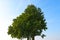 Green lone tree against the blue sky.