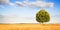 Green lone tree against a clear sky in a tuscany wheat field - (Italy)