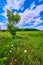 Green lone tree in natural grassy field against blue sky