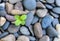 A green lonely plant through the stones.