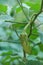 Green and Long Baby-Brinjal Image on Blurred Background