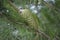 Green long cone on a pine tree.