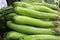 Green long eggplants in the market.