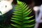 Green long fern taken with macro lens