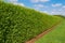 Green long hedge with a lawn and blue sky background