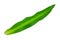 Green long leaf isolated