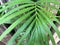 green long leaves branches palm tree texture