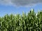 Green long leaves of maize crop nearing harvest