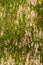 Green long moss on a tree trunk. Vertical