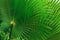 green long palm leaves