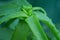 Green long and spiky leaves on the stem of an aloe