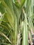Green long sugar cane leaves looks awesome