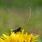 The Green Longhorn, Adela reaumurella