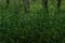 Green longitudinal long dense grass on thin stem in the dark forest. Siberia nature. Birch tree trunks