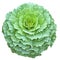 Green Longlived Cabbage in circular shape isolated