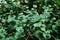 Green lonicera reticulata closeup texture