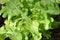 Green loose leaf lettuce growning in a home garden