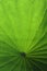 Green lotus leaf