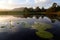 Green lotus leafs with water lilies in dam, Garden Route, South Africa